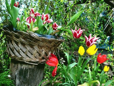 Cascata de tulipas