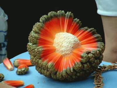 Hala Fruit from Hawaii