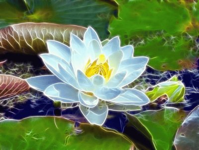 Fractal Water lily