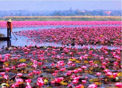 lake in bloom