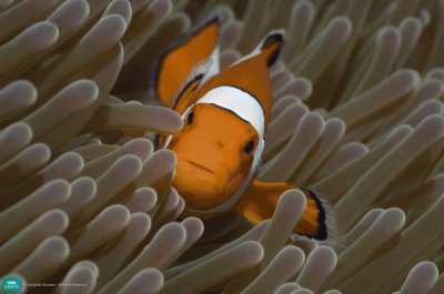 clownfish