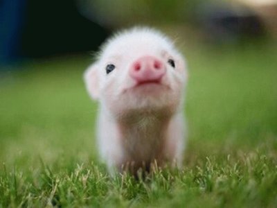 Cerdito