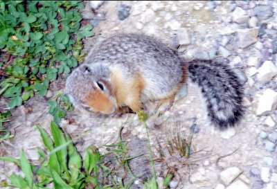 Ground squirrel