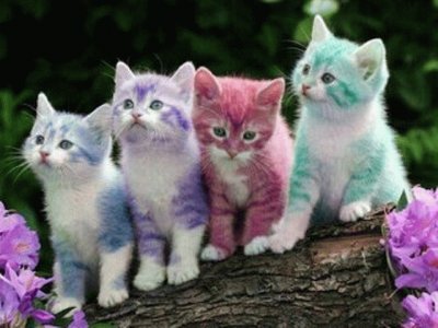 gatitos de colores