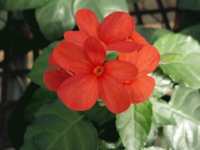 crossandra