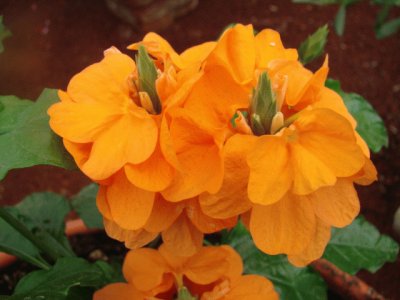 crossandra