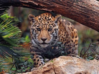 leopardo