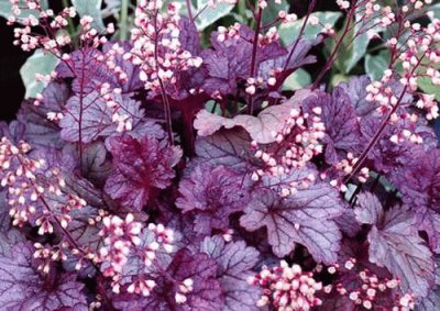 heuchera/pourEva