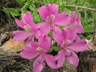 alstroemeria