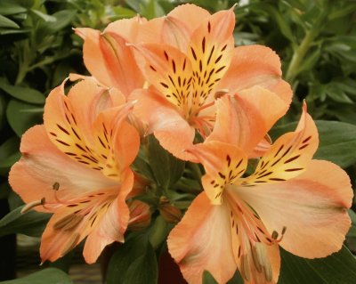 alstroemeria