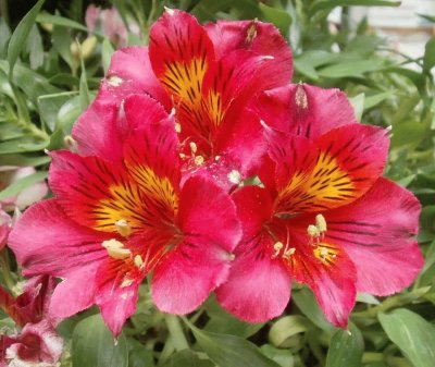 alstroemeria