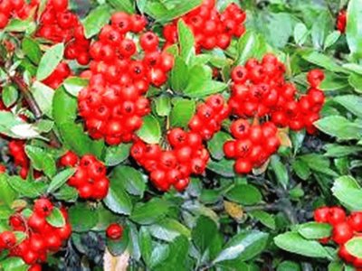 Pyracantha