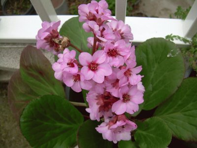 Hortensia d 'hivern