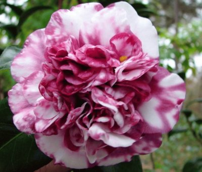 Camellia Japonica