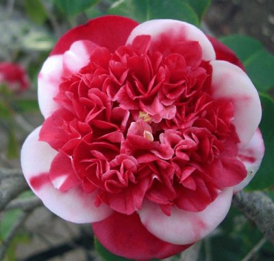 Camellia