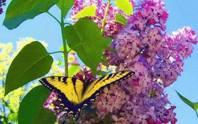 Flower with Butterfly