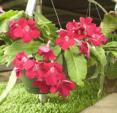 streptocarpus