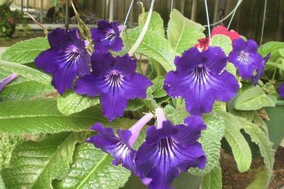 streptocarpus