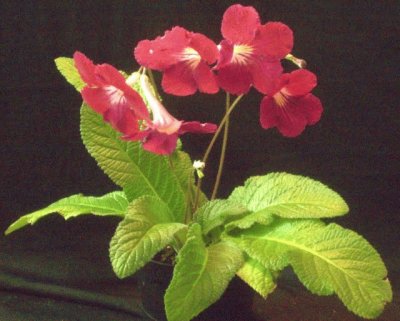 streptocarpus