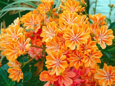 lewisia