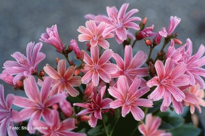 lewisia