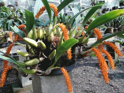 orquidea