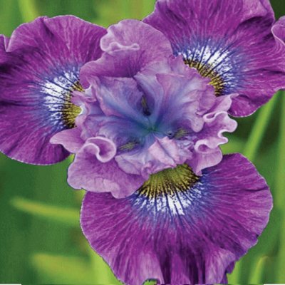 fleurs: iris