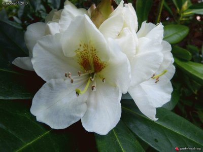 rhododendron