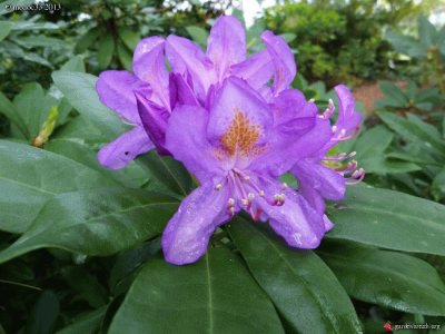 rhododendron