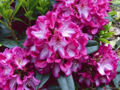 rhododendron