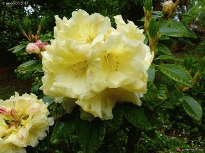 rhododendron