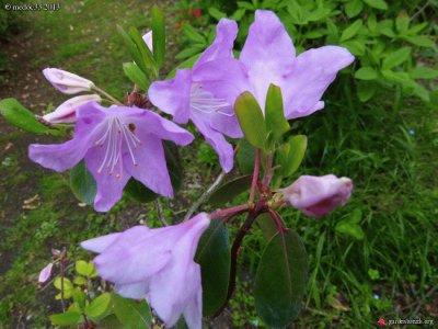 rhododendron