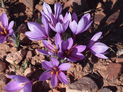 Flor de AÃ§afrÃ£o