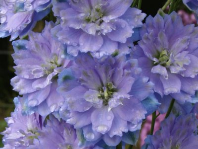 delphinium