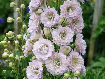 delphinium