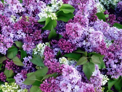 Fresh Cut Lilacs for Sale-New York City