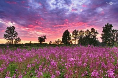 field of purple