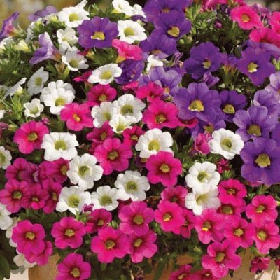 calibrachoa