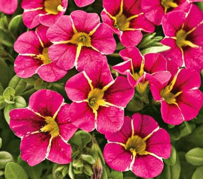 calibrachoa