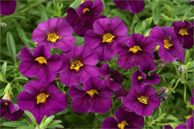 calibrachoa