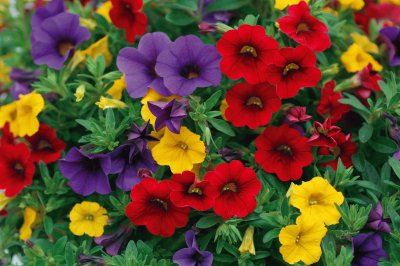 calibrachoa