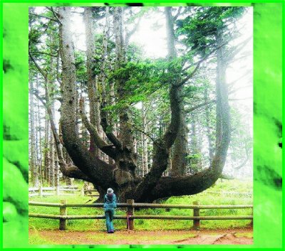 ÃRBOL DEL PULPO, OREGON.