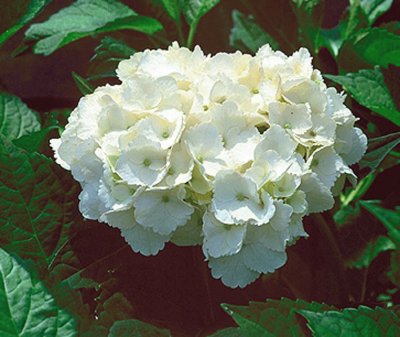 hortensia