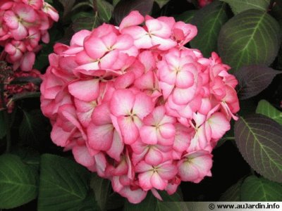 hortensia