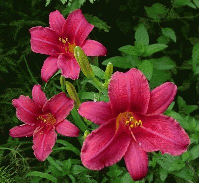 hemerocallis