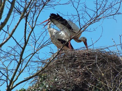 Storks Empuries