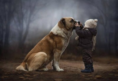 animaux: st bernard