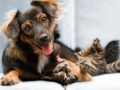 animaux: chien et chat