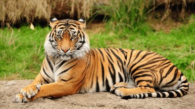 TIGRE