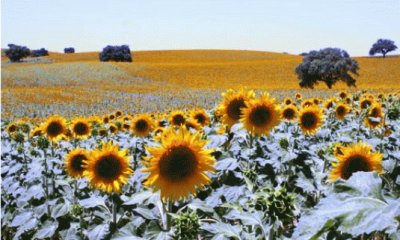 girasoles